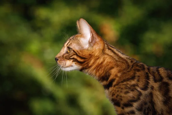 Retrato Primer Plano Bengala Cat Vista Perfil Fondo Verde Naturaleza — Foto de Stock