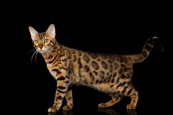 Playful Gold Bengal Cat Standing Looking Curious Camera Isolated Black — Stock Photo, Image