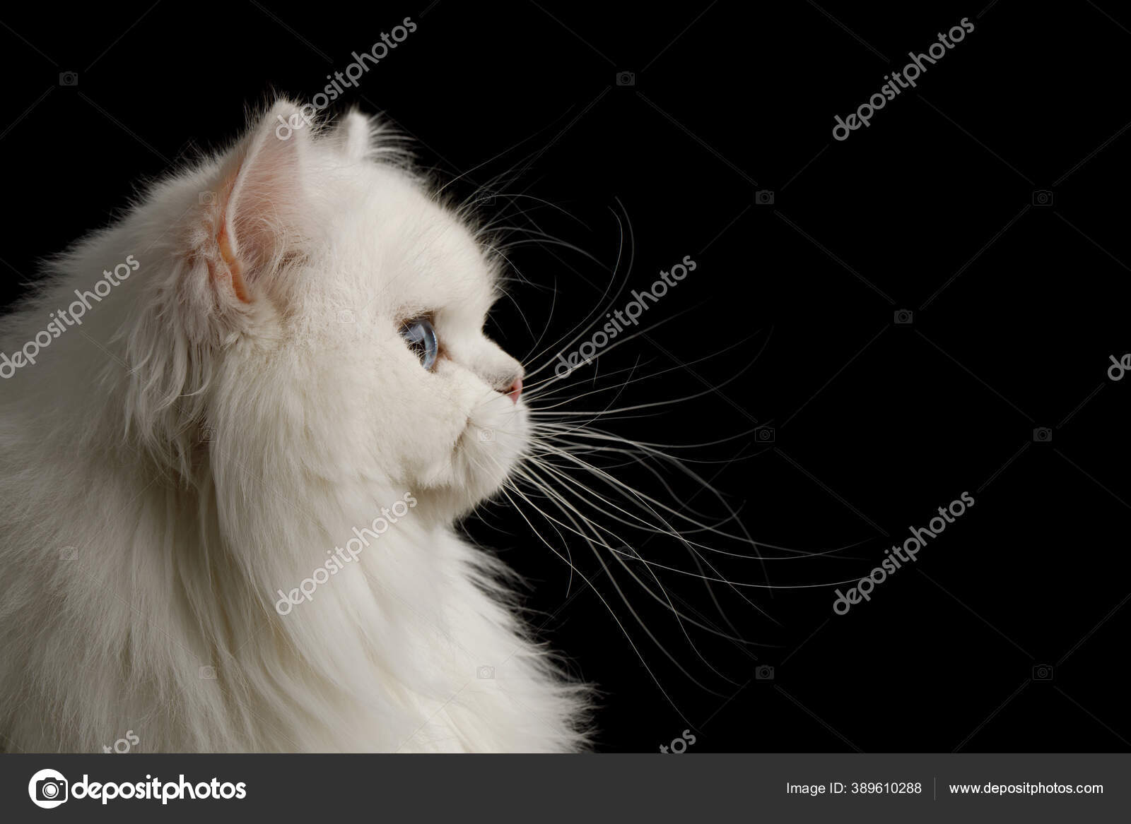 Portrait Chat Race Britannique Couleur Blanche Avec Les Yeux Bleus Image Libre De Droit Par Seregraf C Portrait Chat Race Britannique Couleur Blanche Avec Les Yeux Bleus Image Libre De Droit Par Seregraf C