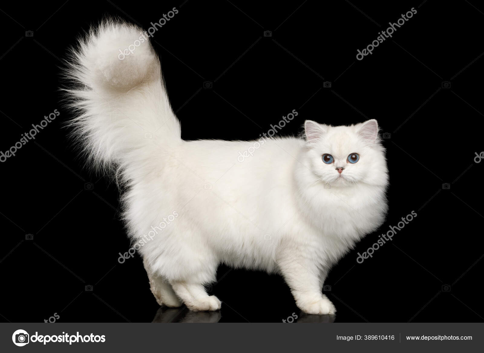 Gatto bianco dagli occhi azzurri 2K scarica lo sfondo, image size:1600x1167