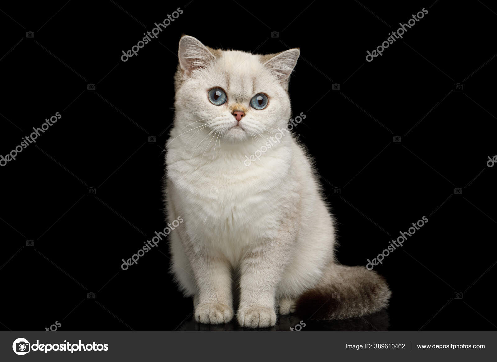 스러운 고양이 화이트 마법의 가지고 — 스톡 사진 © Seregraf #389610462, image size:1600x1167