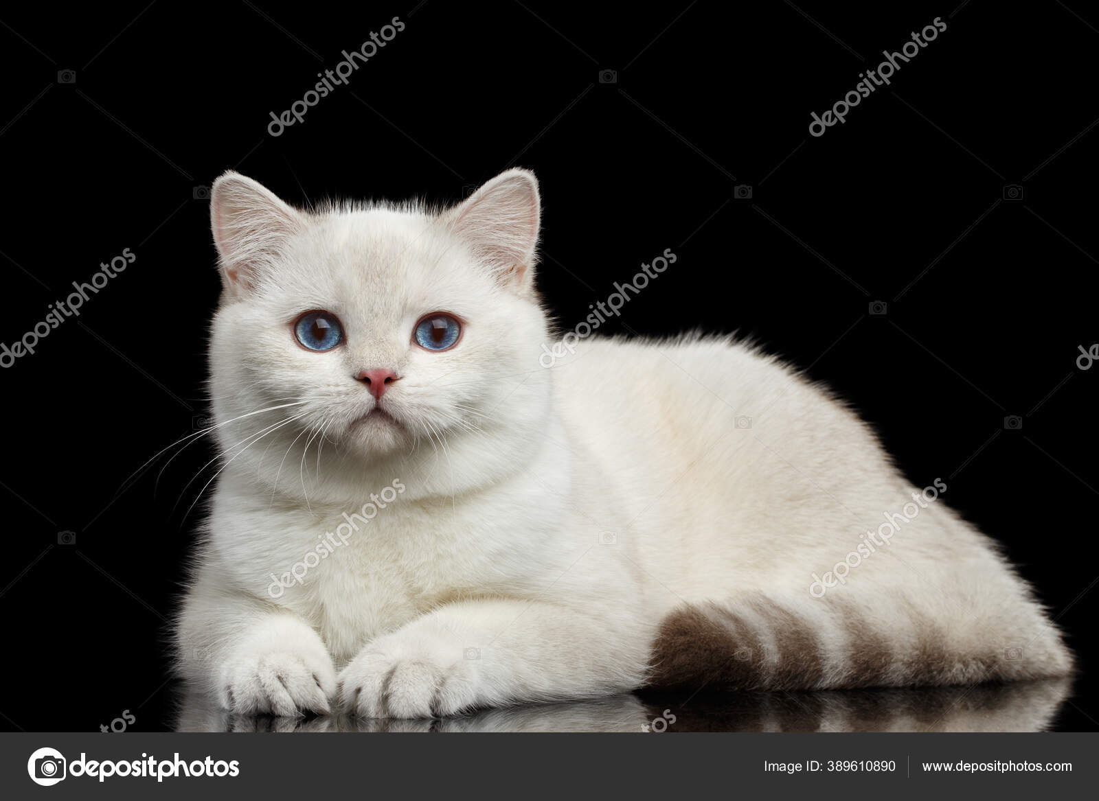 Adorable British Breed Cat White Color Magic Blue Eyes Lying