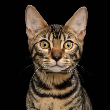 Bengal Kedisi 'nin portresi. Siyah Arkaplan' da ön planda şirin bir yüz var.