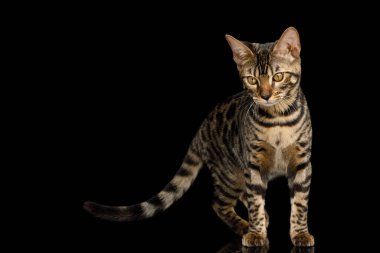 Bengal Kedi Yavrusu Ayakta Duruyor ve Meraklı Yansıma, ön görünüm ile tecrit edilmiş Siyah Arkaplana Bakıyor
