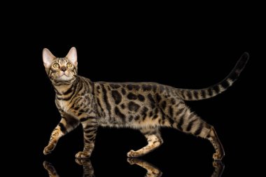 Bengal Kedi Yürüyüşü İzole edilmiş Siyah Arkaplan Yansıması, yan görünüm