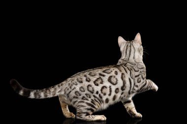 Neşeli Bengal Kedisi, Rosette ile kar kürkü, Kara Arkaplan 'da izole edilmiş,