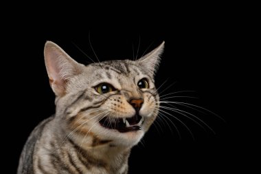 Gülümseyen Bengal Kedisinin Kara Arkaplanda Tek Başına Portresi