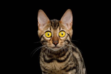 Bengal Kediciği ve Büyük Sarı Gözlü Kamerada İzole edilmiş Siyah Arkaplan, Yakın plan Görünümü