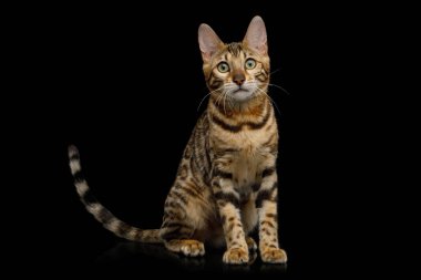 Oyuncu Bengal Kedisi İzole edilmiş Siyah Arkaplanda Oturuyor, Ön Görünüm