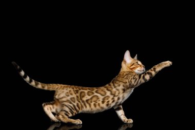 Oyuncu Bengal Kedisi, altın kürklü pençe, siyah arka planda yansıması ile izole