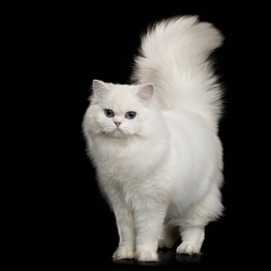 Kürklü İngiliz cins Kedi, mavi gözlü beyaz renkli, kuyruğunu kıstırmış siyah arka plan, ön manzara