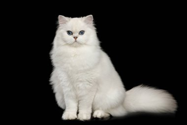 Sevimli İngiliz cins Cat White mavi gözlü, izole edilmiş siyah arka planda oturan ve kameraya bakan,