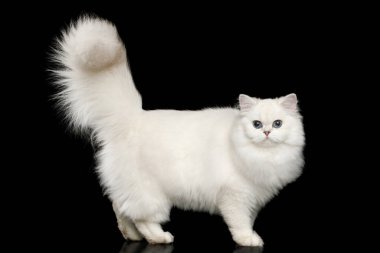 Kürklü İngiliz cins Kedi, mavi gözlü beyaz renk, kuyruğu izole edilmiş siyah arka planda duruyor, yan görüş