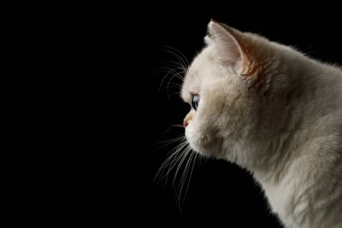 İngiliz neslinin portresi Cat White mavi gözlü, izole edilmiş siyah arkaplan, profil görüntüsü
