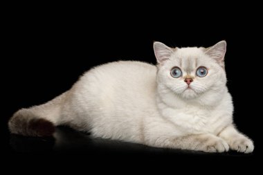 Şirin İngiliz cins Kedi, mavi gözlü bej renkli, siyah arka planda yatar ve meraklı görünür.