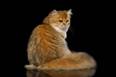 Kıllı kuyruklu İngiliz Kedi Kırmızı Rengi Oturuyor ve izole edilmiş Siyah Arkaplan 'a gücenmiş görünüyor