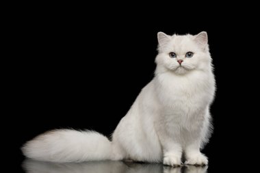 Sevimli İngiliz cins Cat White mavi gözlü, izole edilmiş siyah arka planda oturan ve kameraya bakan,