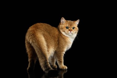 Altın çinçilya kürklü muhteşem İngiliz Kedisi, Yeşil gözler tecrit edilmiş Kara Arkaplan 'a dönüyor