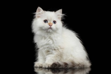 Kürklü İngiliz ırkı Kitty White 'ın beyaz rengi. Yansıyarak izole edilmiş Siyah Arkaplan' a bakıyor.