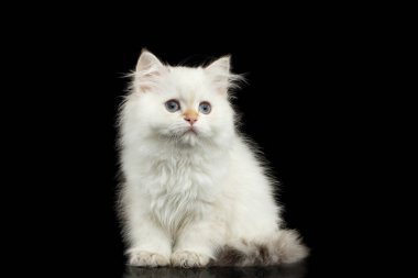 Kürklü İngiliz Melez Beyaz Kedi yavrusu İzole edilmiş Siyah Arkaplan 'da oturuyor ve bakıyor