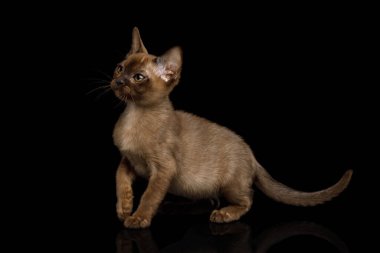 Şirin kahverengi kedi yavrusu dikilip izole edilmiş siyah arka plana bakıyor.