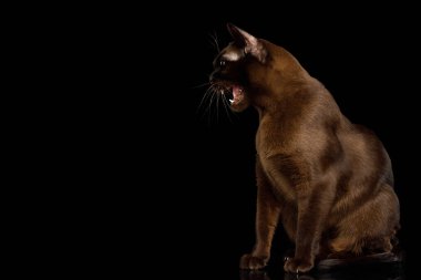 İnanılmaz kahverengi kedi oturuyor ve ıssız siyah arka planda tıslıyor.