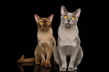 İki Birmanyalı Kedi Oturuyor ve kameraya bakıyor. İzole edilmiş siyah arkaplanda. Yansımalı, ön manzaralı.