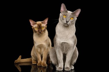 İki Birmanyalı Kedi Oturuyor ve kameraya bakıyor. İzole edilmiş siyah arkaplanda. Yansımalı, ön manzaralı.