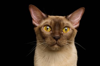 Birmanya Kedisinin portresi Meraklı Bakışlar izole edilmiş siyah arka plan, ön manzara