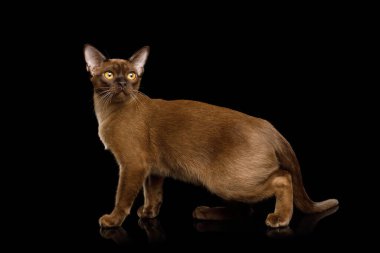 Sevimli Sable Burma Kedisi Kameraya Durup Bakıyor, siyah arkaplanda izole edilmiş, yan görünüm