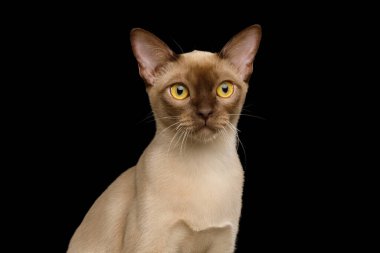 Çikolata Burma Kedisi Portresi Siyah arka planda, ön planda izole kamera görüntüsü