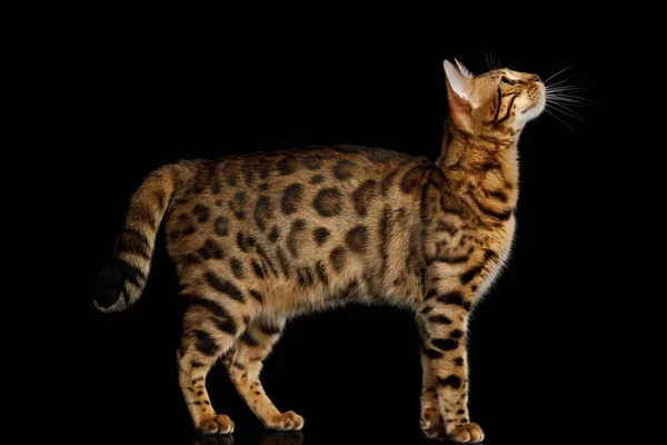 Jeu Gold Bengal Cat Debout Regardant Vers Haut Sur Fond — Photo