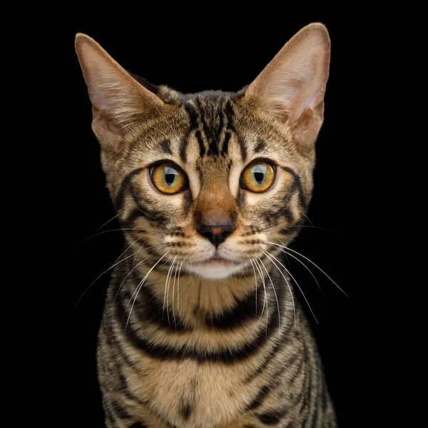 Portrait Bengal Kitten Curious Face Front View Isolated Black Background — Stock Photo, Image