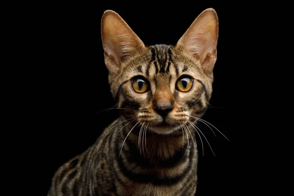 Portret Van Bengaalse Kitten Vooraanzicht Geïsoleerde Zwarte Achtergrond — Stockfoto