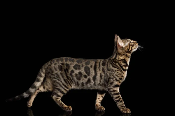 Bengal Kitten Walking Isoliert Auf Schwarzem Hintergrund Mit Reflexion Seitenansicht — Stockfoto