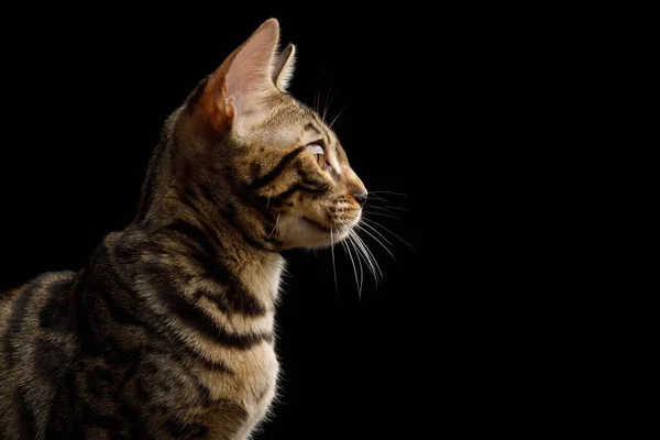 Retrato Close Bengala Kitten Exibição Perfil Fundo Preto Isolado — Fotografia de Stock