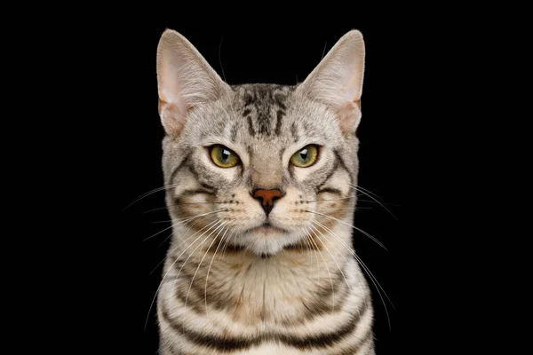 Porträt Der Wütenden Bengalkatze Schneefell Mit Rosette Stirnrunzeln Auf Isoliertem — Stockfoto