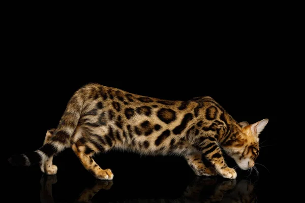 Gatito Juguetón Bengala Piel Dorada Con Roseta Agachado Aislado Sobre — Foto de Stock