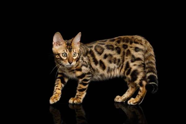 Playful Bengal Kitten Gold Fur Rosette Looking Crouching Isolated Black — Stock Photo, Image