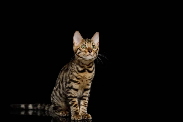 Bengal Kitty Siedzi Patrzy Górę Odizolowanym Czarnym Tle — Zdjęcie stockowe