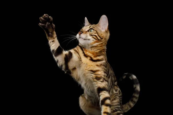 Playful Bengal Cat Sitting Raising Paw Isolated Black Background Front — Stock Photo, Image