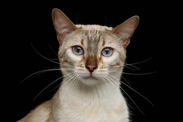 Gato Blanco Bengala Con Ojos Azules Mirando Fijamente Cámara Sobre — Foto de Stock