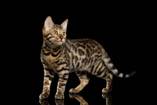 Bengal Kitty Standing Looking Back Isolated Black Background Side View — стоковое фото