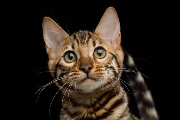 Close Portret Van Bengaalse Kitty Kijken Camera Geïsoleerde Zwarte Achtergrond — Stockfoto