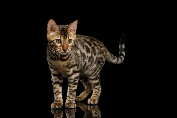 Gatito Juguetón Bengala Con Piel Dorada Sobre Fondo Negro Aislado —  Fotos de Stock