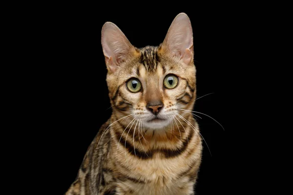 Симпатичний Портрет Бенгальської Кішки Sad Stare Камері Ізольованому Чорному Тлі — стокове фото