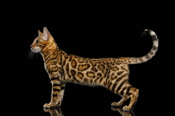 Bengal Kitty Standing Und Blick Nach Vorn Auf Isoliertem Schwarzem — Stockfoto