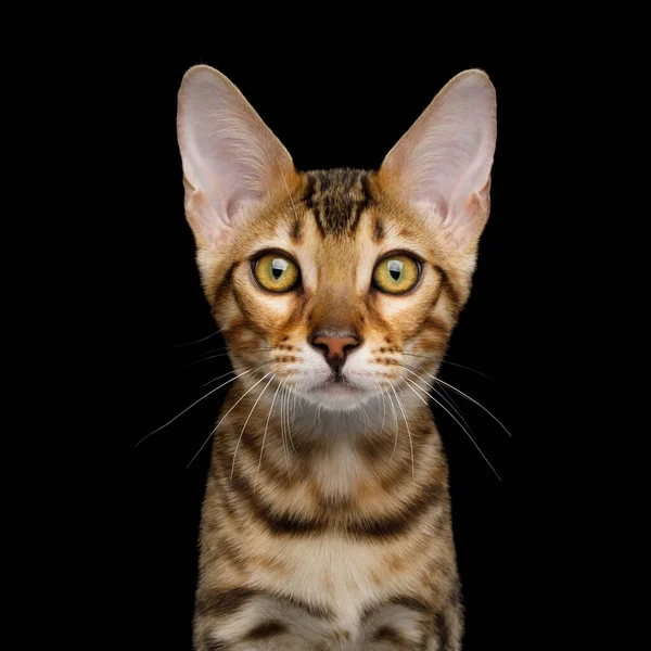 Portret Ciekawy Kociaka Bengalskiego Złotym Futerkiem Odizolowanym Czarnym Tle Widok — Zdjęcie stockowe