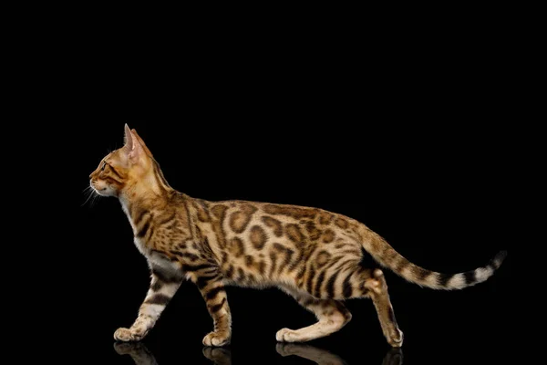 Bengal Kitten Gold Fur Walking Isolated Black Background Reflection Side — Stock Photo, Image