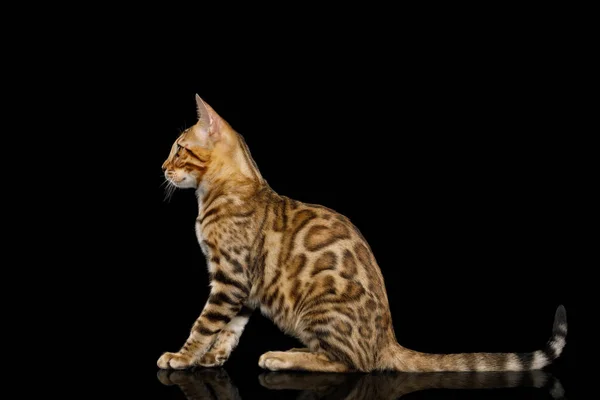 Gatito Bengala Con Piel Dorada Sentado Aislado Sobre Fondo Negro —  Fotos de Stock